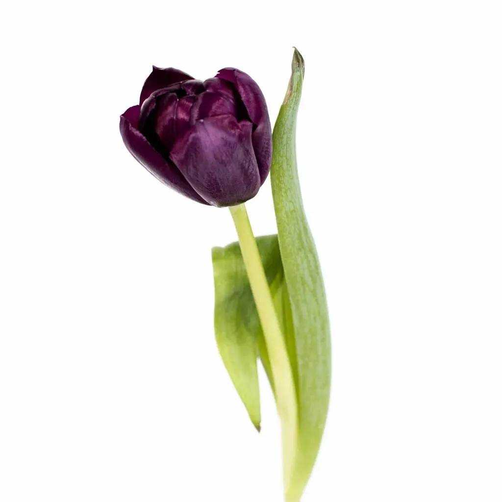 Black Jack Tulip Flower