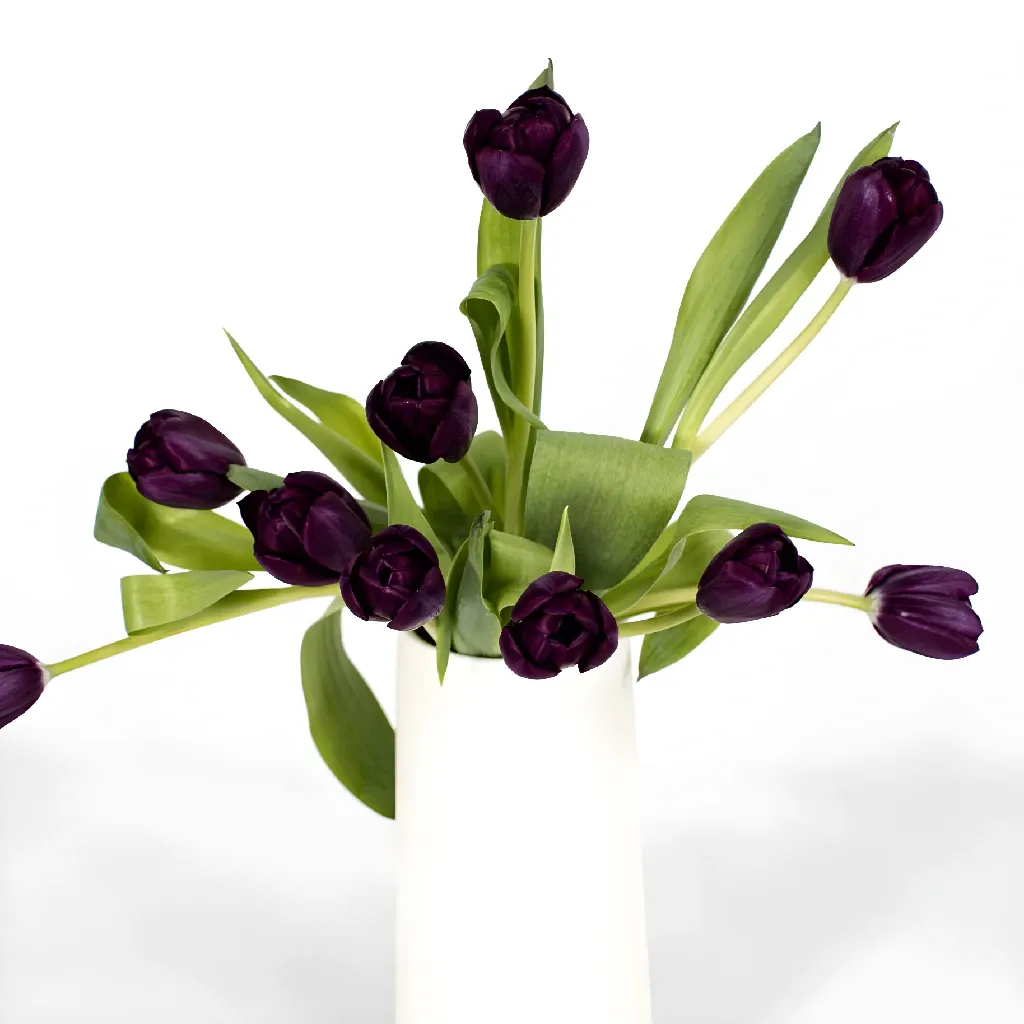 Black Jack Tulip Flower