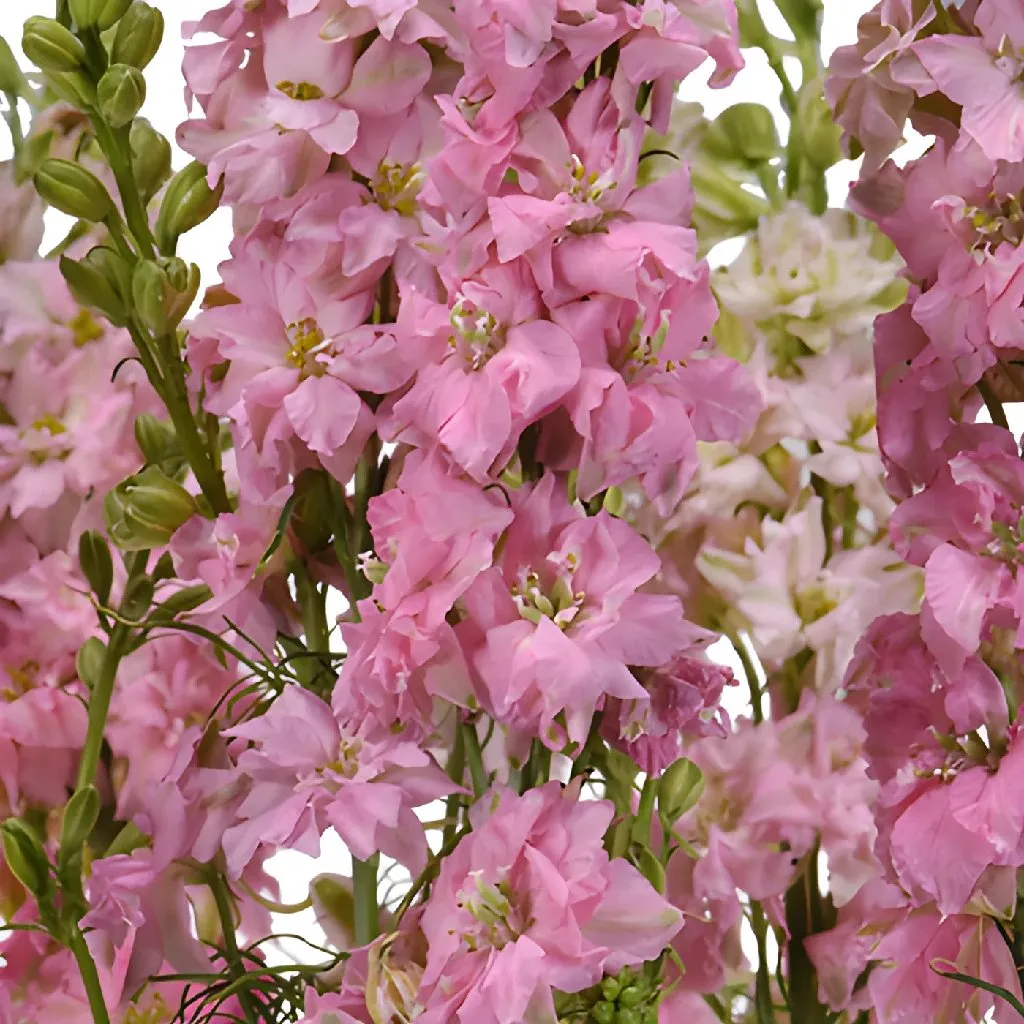 Larkspur Light Pink Flower