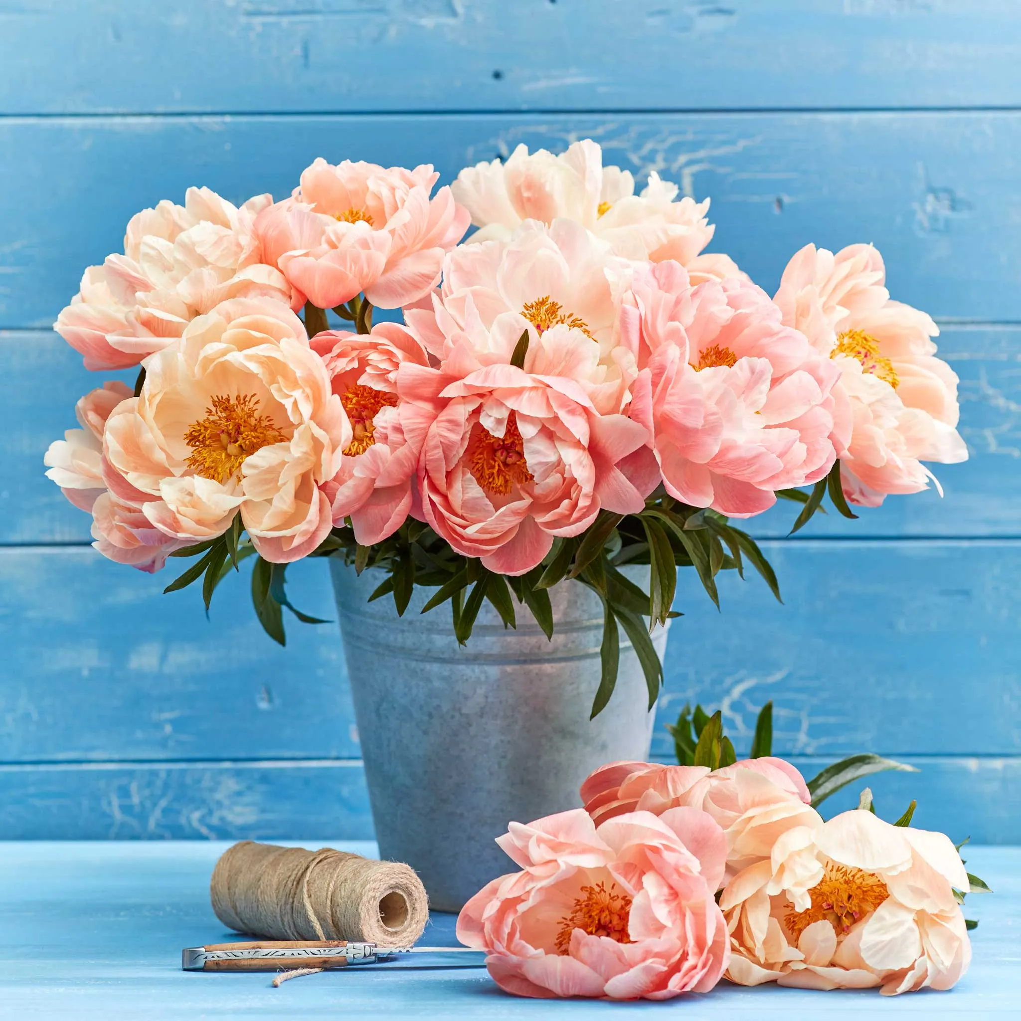 Peony Roots - Coral Sunset