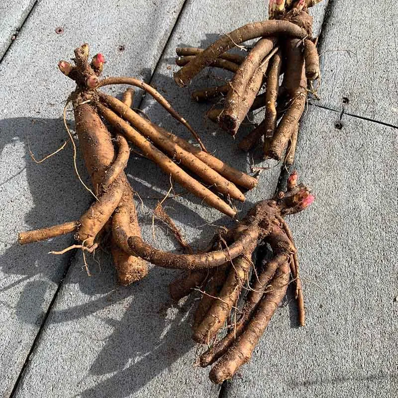 Peony Roots - Coral Sunset